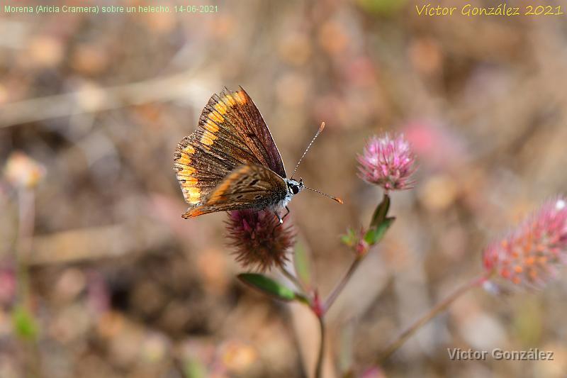 Aricia Cramera-14062021.jpg - Morena (Aricia Cramera). 14-06-2021